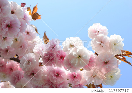 満開の八重桜（普賢象）のクローズアップ 【青空背景】 117797717