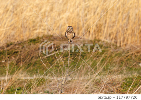 夕暮れの麦畑の枝で休む美しいコミミズク(フクロウ科)埼玉県鴻巣市市荒川河川敷-2024年3月 夕暮れの麦畑の枝で休む美しいコミミズク(フクロウ科)埼玉県鴻巣市市荒川河川敷-2024年3月 117797720