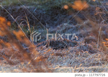 夕暮れの麦畑の枝で休む美しいコミミズク（フクロウ科）埼玉県鴻巣市市荒川河川敷-2024年3月 117797726