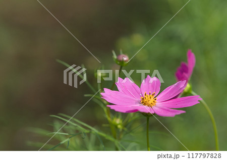 秋の野原に咲くピンクのコスモスの花 秋の野原に咲くピンクのコスモスの花 117797828