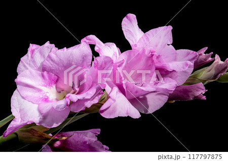 Blooming Gladiolus Spartan on a black background Blooming Gladiolus Spartan on a black background 117797875