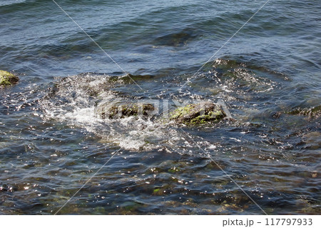 Clear Sea, Algae and Rocks Near the Shore.Clear water, algae and rocks in the areas of the sea near the shore are clearly visible. Natural details in clean and clear water.  117797933