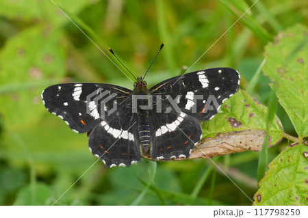 Closeup on the European Map butterfly, Araschnia levana sitting on a green leaf 117798250