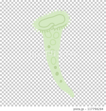 ラッパムシ 117798284