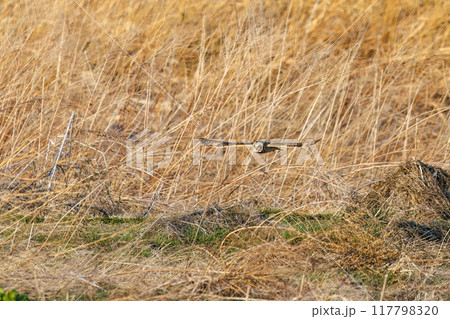 夕暮れの葦原から飛び出す美しいコミミズク（フクロウ科）。 埼玉県鴻巣市市荒川河川敷-2024年3月 117798320