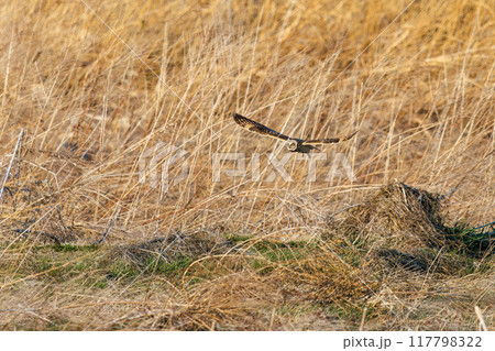 夕暮れの葦原から飛び出す美しいコミミズク(フクロウ科)。 埼玉県鴻巣市市荒川河川敷-2024年3月 夕暮れの葦原から飛び出す美しいコミミズク(フクロウ科)。 埼玉県鴻巣市市荒川河川敷-2024年3月 117798322