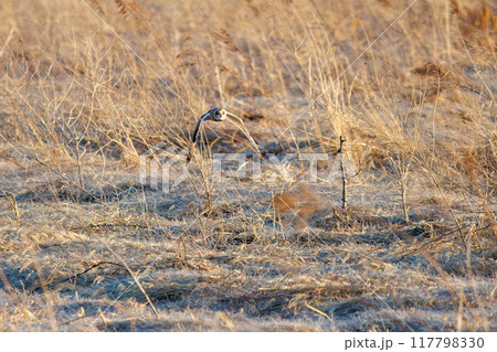 夕暮れの葦原から飛び出す美しいコミミズク(フクロウ科)。 埼玉県鴻巣市市荒川河川敷-2024年3月 夕暮れの葦原から飛び出す美しいコミミズク(フクロウ科)。 埼玉県鴻巣市市荒川河川敷-2024年3月 117798330