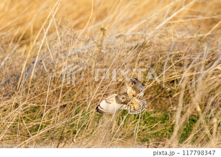 夕暮れの葦原から飛び出す美しいコミミズク（フクロウ科）。 埼玉県鴻巣市市荒川河川敷-2024年3月 117798347
