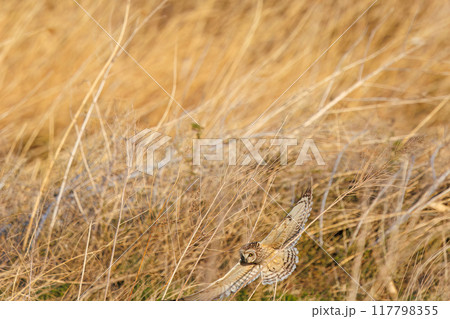 夕暮れの葦原から飛び出す美しいコミミズク（フクロウ科）。 埼玉県鴻巣市市荒川河川敷-2024年3月 117798355