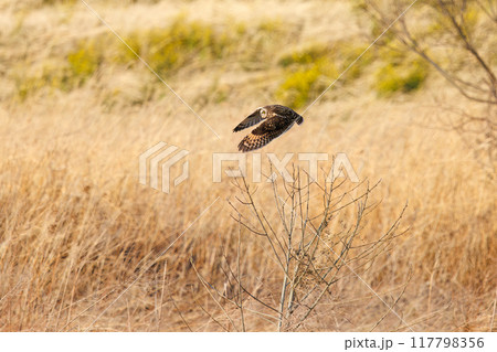 夕暮れの葦原から飛び出す美しいコミミズク（フクロウ科）。 埼玉県鴻巣市市荒川河川敷-2024年3月 117798356