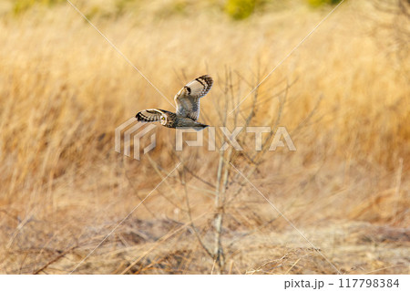 夕暮れの葦原から飛び出す美しいコミミズク（フクロウ科）。 埼玉県鴻巣市市荒川河川敷-2024年3月 117798384