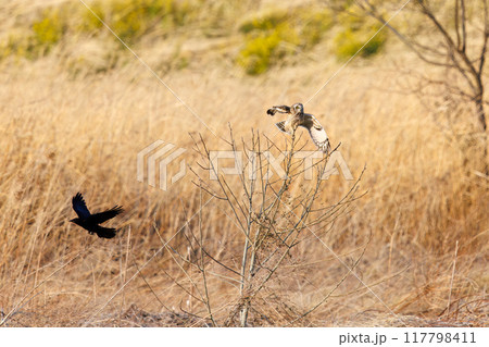夕暮れに飛翔しながらカラスと戦う美しいコミミズク（フクロウ科）。 埼玉県鴻巣市市荒川河川敷-2024 117798411