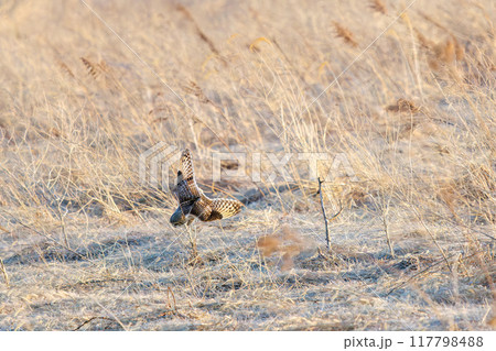狩りのために夕暮れの葦原に飛び込む美しいコミミズク（フクロウ科）。 埼玉県鴻巣市市荒川河川敷2024 117798488
