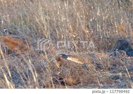 狩りのために夕暮れの葦原に飛び込む美しいコミミズク(フクロウ科)。 埼玉県鴻巣市市荒川河川敷2024 狩りのために夕暮れの葦原に飛び込む美しいコミミズク(フクロウ科)。 埼玉県鴻巣市市荒川河川敷2024 117798492