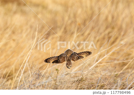 狩りのために夕暮れの葦原に飛び込む美しいコミミズク（フクロウ科）。 埼玉県鴻巣市市荒川河川敷2024 117798496