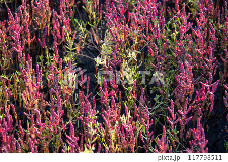 浜辺の赤色の植物 浜辺の赤色の植物 117798511
