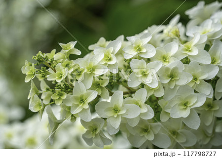 紫陽花(カシワバアジサイ) 紫陽花(カシワバアジサイ) 117798727