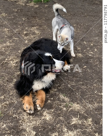 シベリアンハスキーとの幸せな生活 117798791