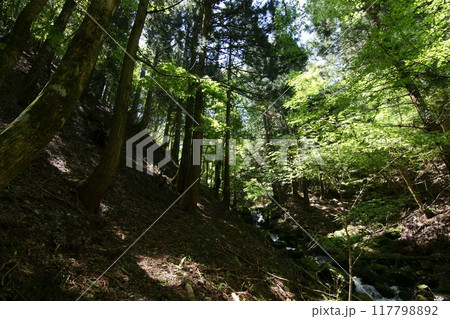 鳥取 四季の散歩 春 那岐山 登山 鳥取 四季の散歩 春 那岐山 登山 117798892