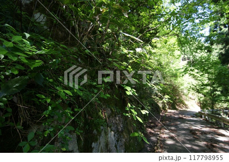鳥取 四季の散歩 春 那岐山 登山 鳥取 四季の散歩 春 那岐山 登山 117798955