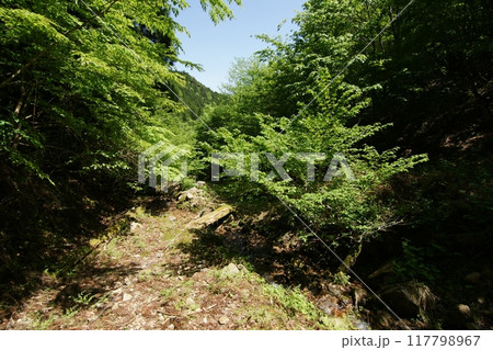 鳥取　四季の散歩　春　那岐山　登山 117798967