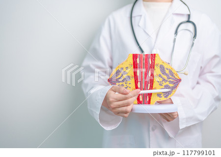 Doctor holding Breast Anatomy model. Breast Augmentation Surgery, October Breast Cancer Awareness month, implant, Diagnosis, Beauty woman enlargement and medical education concept 117799101