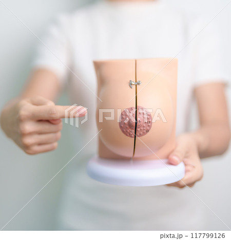 woman holding Breast Anatomy model. Breast Augmentation Surgery, October Breast Cancer Awareness month, implant, Diagnosis, Beauty woman enlargement and medical education concept 117799126