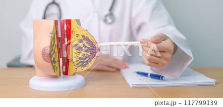 Doctor with Breast Anatomy model. Breast Augmentation Surgery, October Breast Cancer Awareness month, implant, Diagnosis, Beauty woman enlargement and medical education concept 117799139