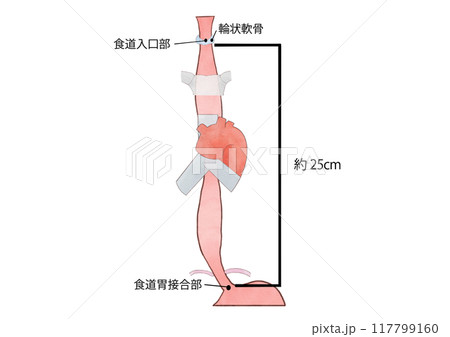 消化器の解剖生理　食道　約25cm 117799160