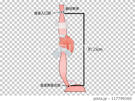 消化器の解剖生理　食道　約25cm 117799160