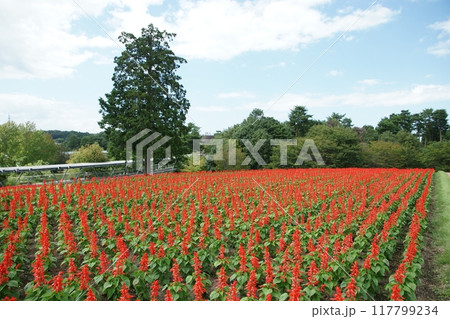 鳥取 四季の散歩 春 花回廊 鳥取 四季の散歩 春 花回廊 117799234