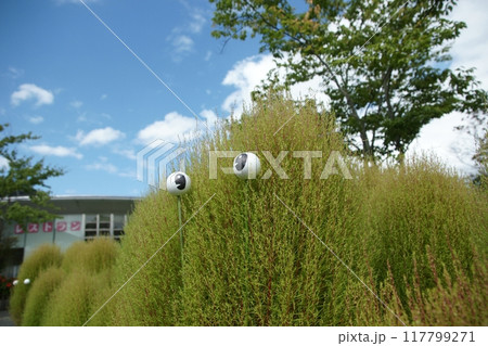鳥取　四季の散歩　春　花回廊 117799271