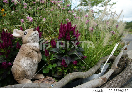 鳥取　四季の散歩　春　花回廊 117799272