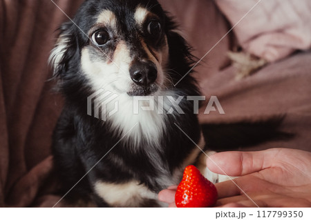 イチゴを切望するかわいい小型犬 イチゴを切望するかわいい小型犬 117799350