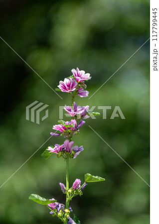 ゼニアオイの花 117799445