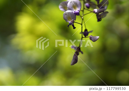 鳥取　四季の散歩　春　出会いの森 117799530