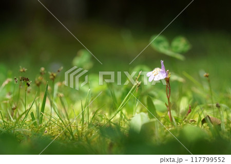 鳥取　四季の散歩　春　出会いの森 117799552