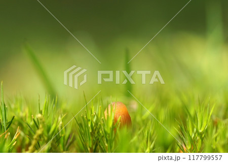 鳥取　四季の散歩　春　出会いの森 117799557