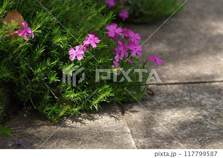 鳥取　四季の散歩　春　出会いの森 117799587