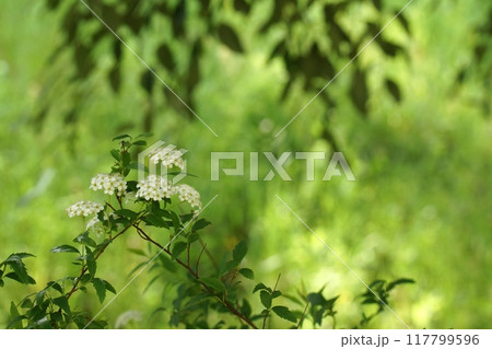 鳥取　四季の散歩　春　出会いの森 117799596