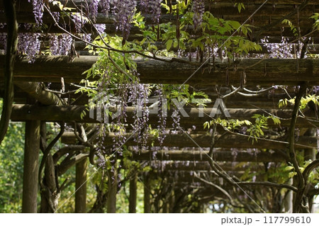 鳥取　四季の散歩　春　出会いの森 117799610