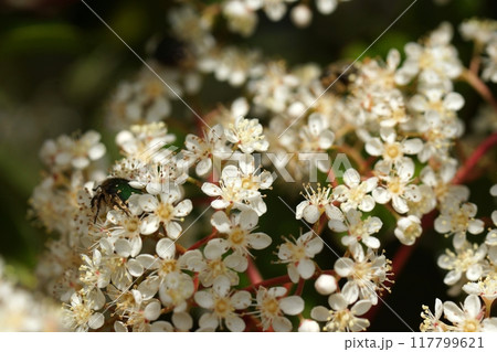 鳥取 四季の散歩 春 出会いの森 鳥取 四季の散歩 春 出会いの森 117799621