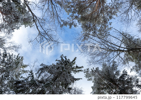 European mixed forest in winter season. Looking up at snowy trees European mixed forest in winter season. Looking up at snowy trees 117799645