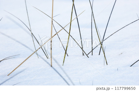 Dry coastal grass on white snow, natural background Dry coastal grass on white snow, natural background 117799650