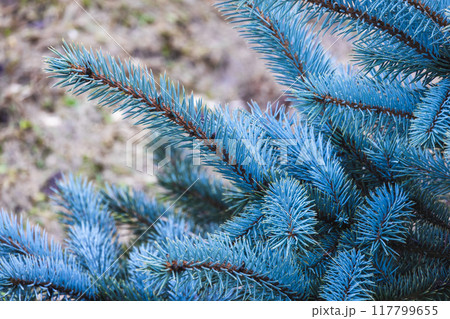 Branch of Blue spruce tree, close-up photo with selective soft focus 117799655
