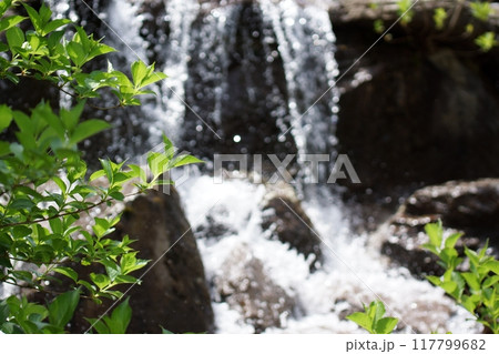 鳥取　四季の散歩　春　出会いの森 117799682