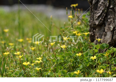 鳥取　四季の散歩　春　出会いの森 117799687