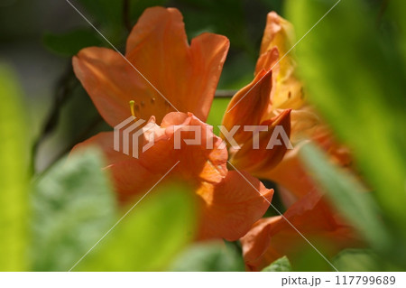 鳥取　四季の散歩　春　出会いの森 117799689