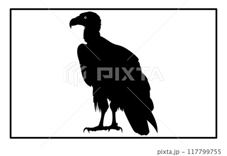 vultur silhouette set design, silhouette of a flying vulture. vultur silhouette set design, silhouette of a flying vulture. 117799755
