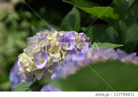 鳥取　四季の散歩　春　紫陽花　花 117799831